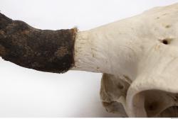 Photo Textures of Skull Antler